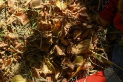 GRO_5329B