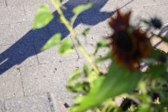 GRO_7219B