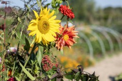 Moestuin-buffet-14