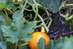 Moestuin-buffet-3