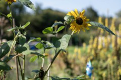Moestuin-buffet-4