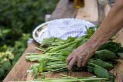 Moestuin-buffet-5