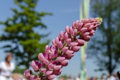 DSC_8559B