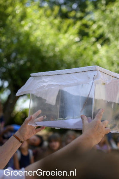 Groenergroeien-vlinders3