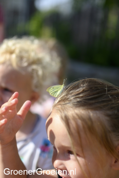 Groenergroeien-vlinders4